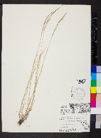Vulpia octoflora var. glauca image
