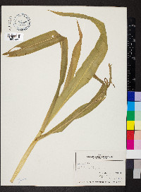 Zea mays image