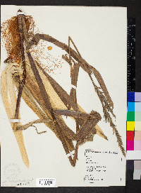 Zea mays image