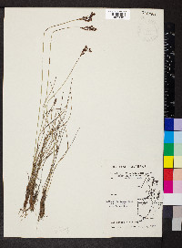 Bulbostylis junciformis image