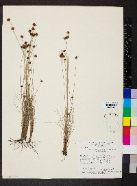 Bulbostylis junciformis image