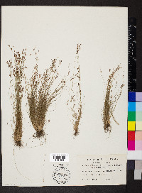 Bulbostylis capillaris subsp. capillaris image