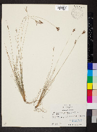 Bulbostylis ciliatifolia image