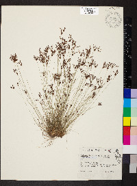 Bulbostylis ciliatifolia image