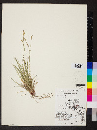 Carex artitecta image