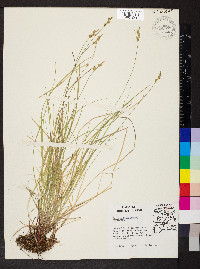 Carex artitecta image