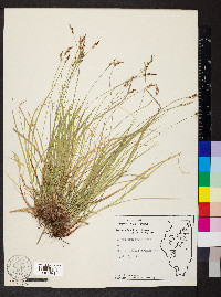 Carex artitecta image