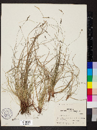 Carex artitecta image