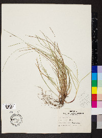 Carex artitecta image