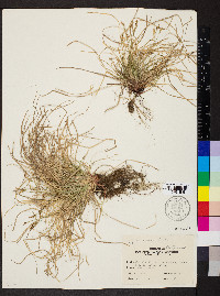 Carex artitecta image