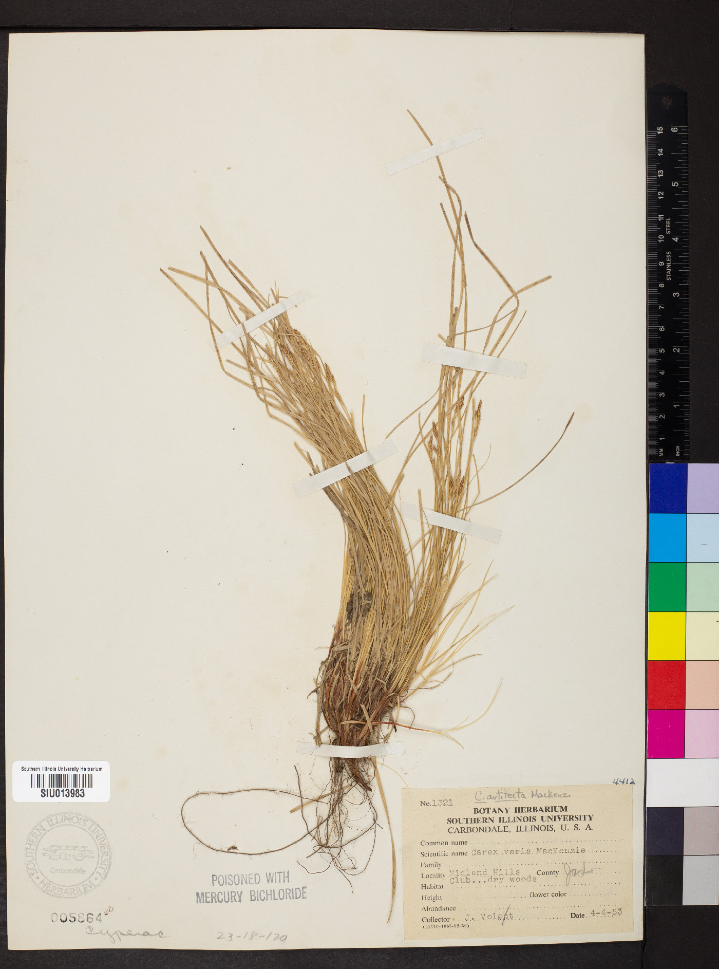 Carex varia image