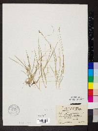 Carex artitecta image