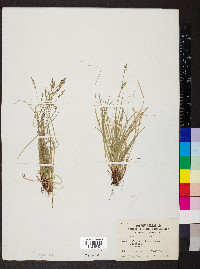 Carex artitecta image