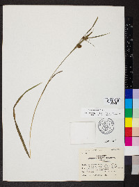 Carex aureolensis image