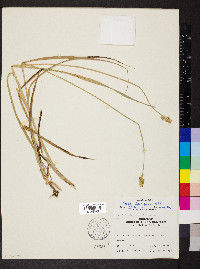 Carex aggregata image