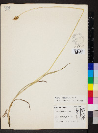 Carex aggregata image