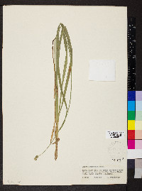 Carex aggregata image