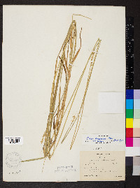 Carex aggregata image