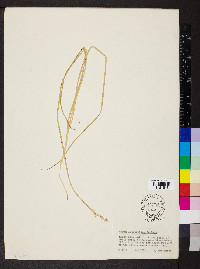 Carex alopecoidea image