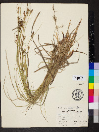 Carex bushii image