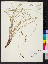 Carex bushii image