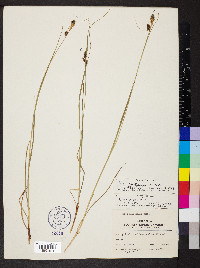 Carex bushii image