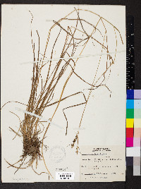 Carex bushii image