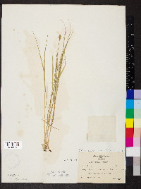 Carex bebbii image