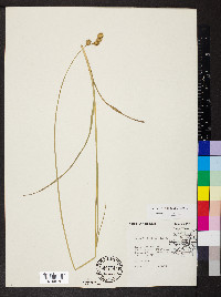 Carex bicknellii image