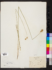 Carex bicknellii image