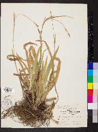 Carex careyana image