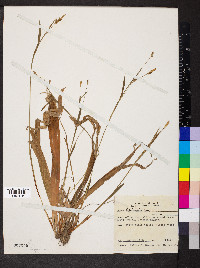 Carex careyana image