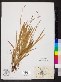 Carex careyana image