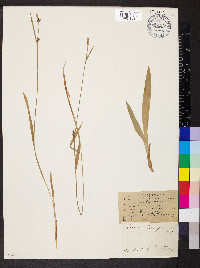 Carex careyana image