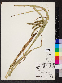Carex crinita var. brevicrinis image