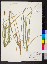 Carex cristatella image