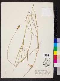 Carex cristatella image