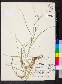 Carex cristatella image