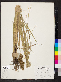 Carex crus-corvi image