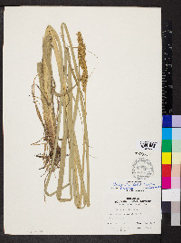 Carex crus-corvi image