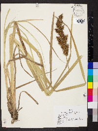 Carex crus-corvi image