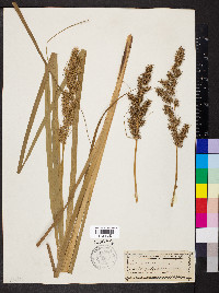 Carex crus-corvi image