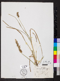 Carex crus-corvi image