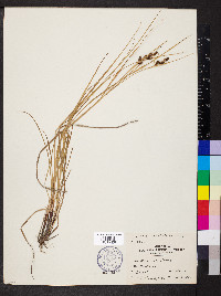 Carex caroliniana image