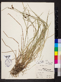 Carex caroliniana image