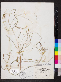 Carex caroliniana image