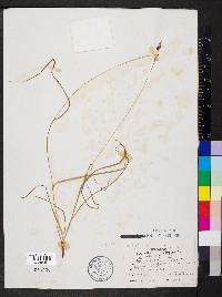 Carex caroliniana image