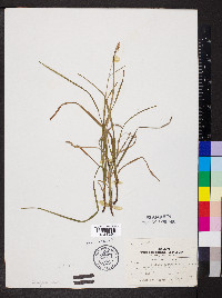 Carex caroliniana image