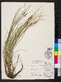 Carex caroliniana image