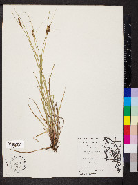 Carex caroliniana image